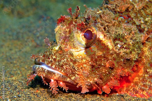 Slika na platnu Red scorpionfish (Scorpaenidae) on the sandy bottom