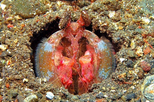 Red mantis shrimp on the sandy seabed. Underwater macro photography, sea animal in the sand. Scuba diving with marine creature. Lobster portrait. Shrimp in the hole. photo