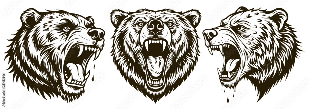 Fototapeta premium Wild bear faces in various poses, aggressive expressions, sharp teeth, showing the powerful predatory nature of forest mammals in confrontation or territorial display
