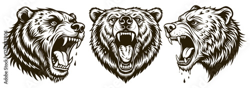 Wild bear faces in various poses, aggressive expressions, sharp teeth, showing the powerful predatory nature of forest mammals in confrontation or territorial display