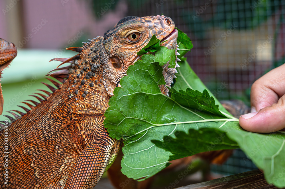 Obraz premium Close up man feeding leaf to red iguana lizard, exotic pet 