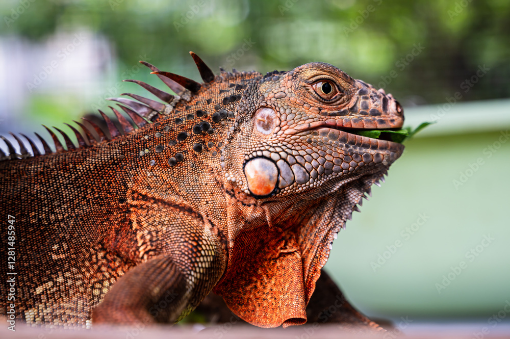 Naklejka premium Close up red iguana lizard eating leaf, exotic pet 