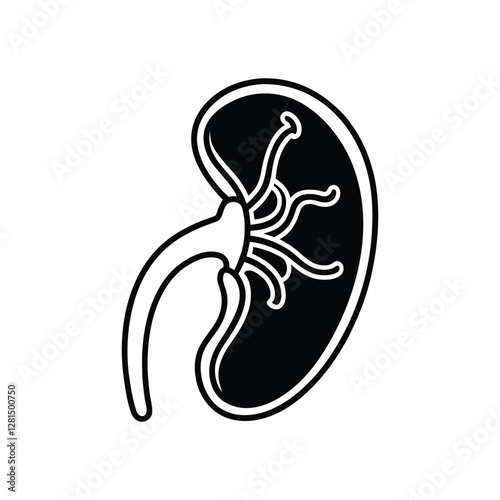 Human Kidney on White Background – Medical Organ Illustration for Healthcare and Anatomy