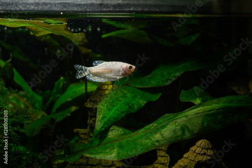 White smelt fish under the surface with a dark background.
 photo