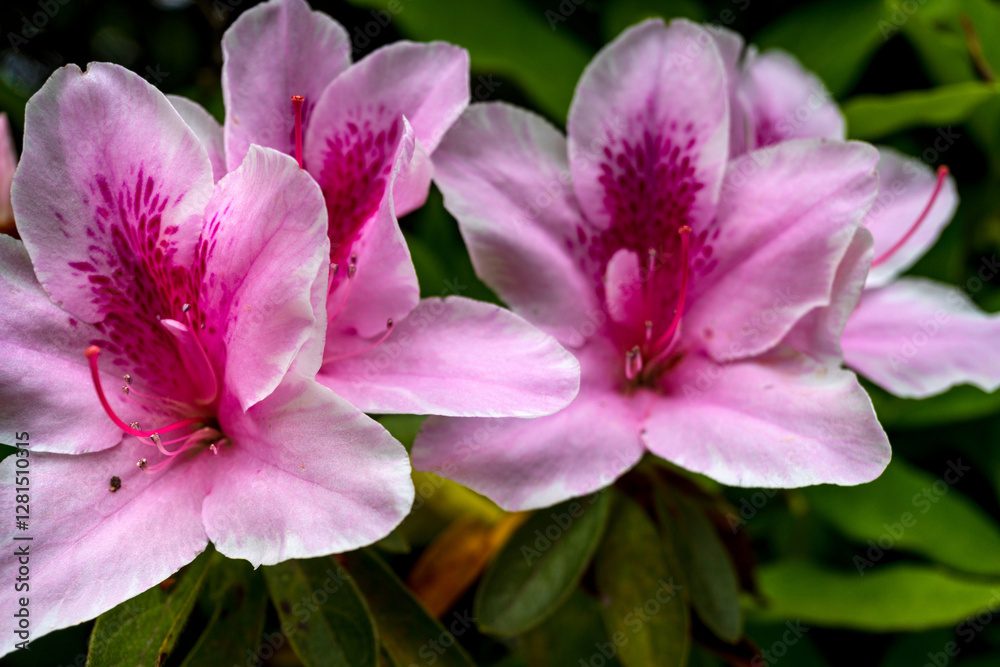 Close-up of pink azalea flowers in full bloom with delicate petals and intricate details, set against a lush green background Close-up of pink azalea flowers in full bloom with delicate petals and intricate details, set against a lush green background