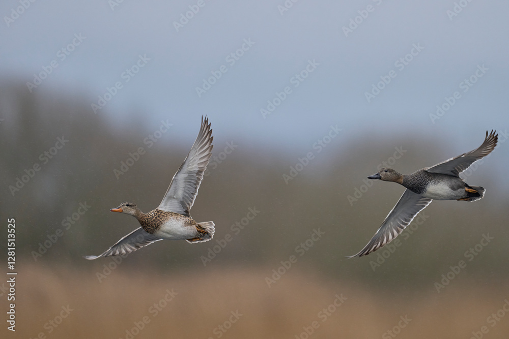 Group of Gadwall (Anas strepera) in flight over the Somerset Levels in Somerset, United Kingdom. Group of Gadwall (Anas strepera) in flight over the Somerset Levels in Somerset, United Kingdom.