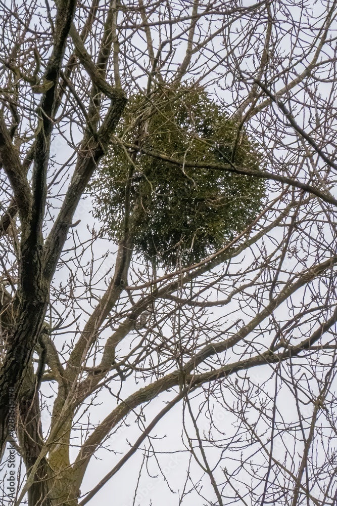 Fototapeta premium Large mistletoe growing on bare tree branches in winter