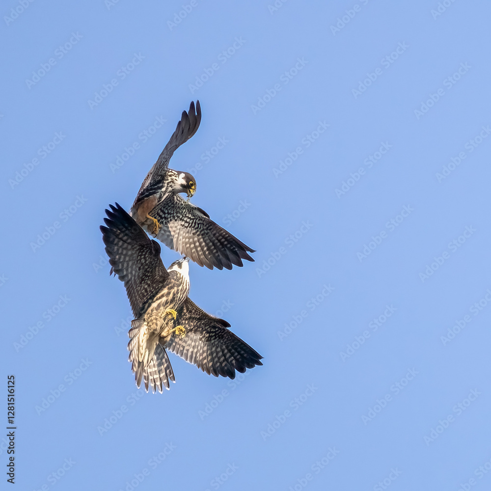 Fototapeta premium Eurasian Hobby