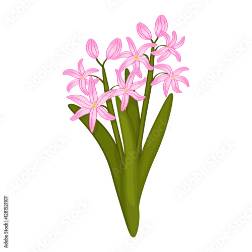 Bush of pink chionodoxa flowers with green leaves on white background. Cute spring floral art photo