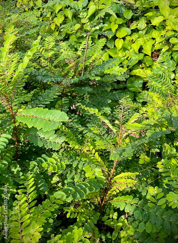 green leaves background after rain shower