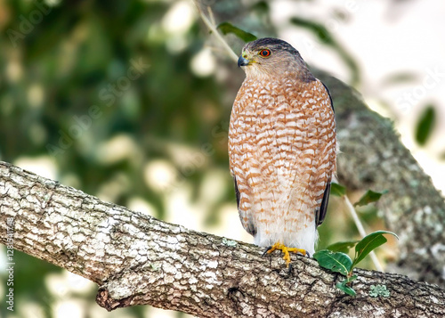 Cooper's Hawk perched in my neighbor's tree