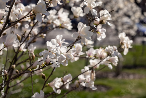 Schilderij op canvas White magnolia flowers blooming in spring sunlight