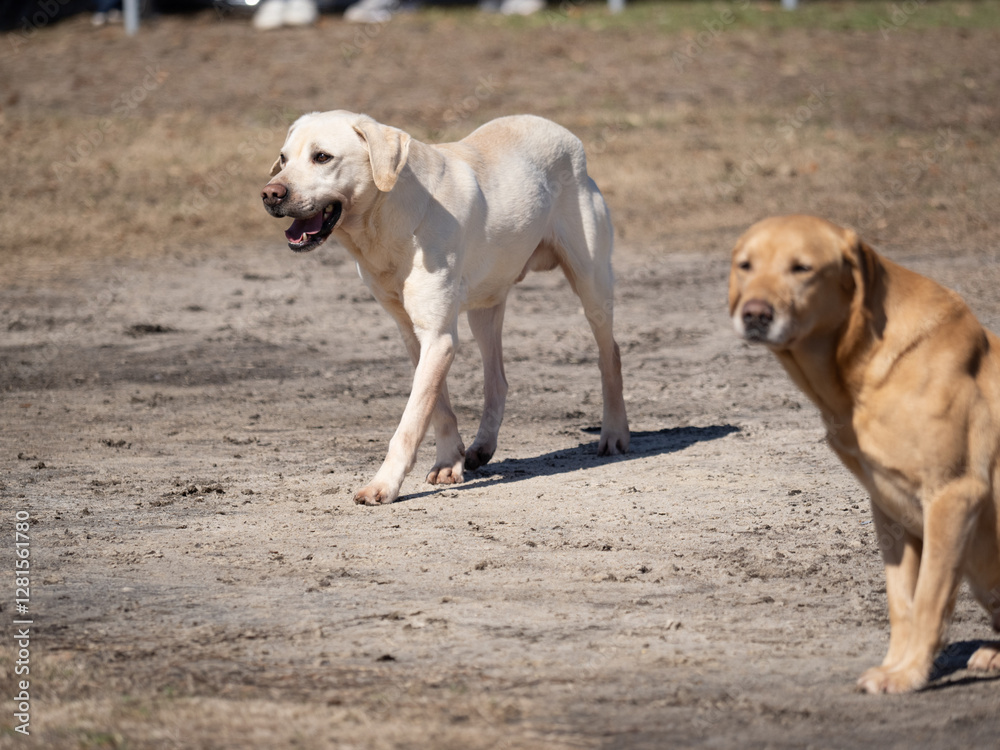Labrador Retriever demonstration at the Southeastern Wildlife Festival in Charleston, SC. Labrador Retriever demonstration at the Southeastern Wildlife Festival in Charleston, SC.