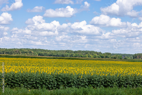 Sunflower field blooming under cloudy sky in summer photo