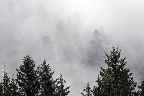 Fog envelops a dense forest, creating a mysterious and serene atmosphere. The tops of evergreen trees peek through the mist, adding depth and intrigue to the scene.