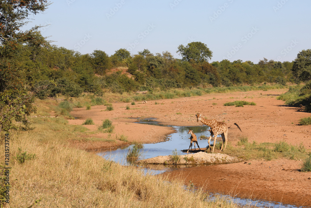 Fototapeta premium Giraffe / Giraffe / Giraffa camelopardalis