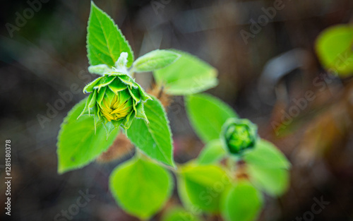A small sunflower grows in a field