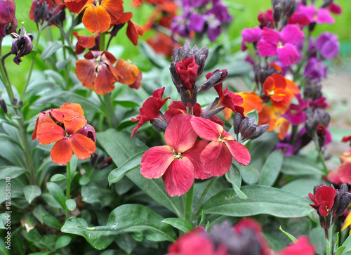 Erysimum cheiri (Cheiranthus cheiri) blooms in the garden in spring