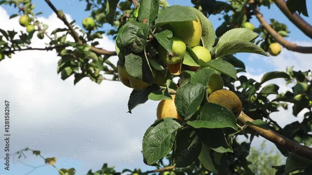 A branch with apples sways in the wind. A branch with apples sways in the wind.