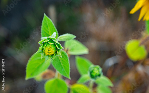 A small sunflower grows in a field