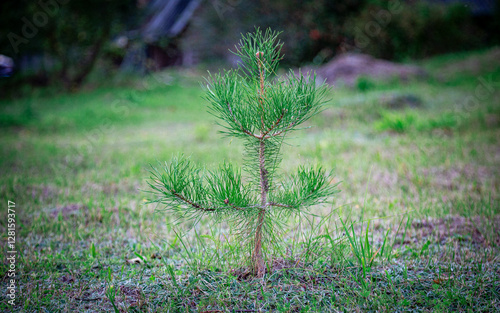 A small pine tree grows in a clearing, rich colors