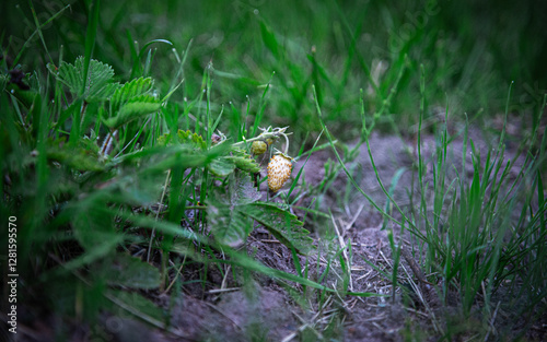White small strawberry berry growing