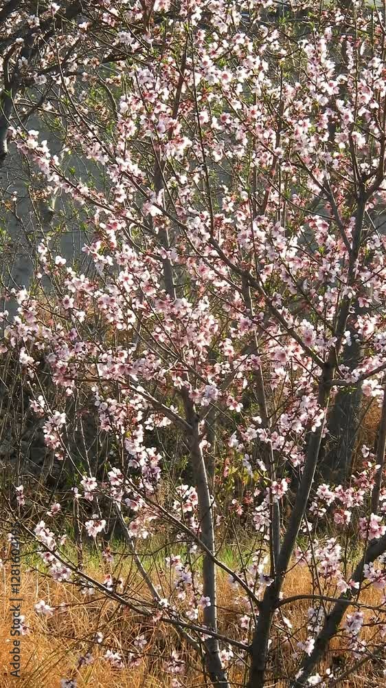  View Of Cherry Blossom Trees - 4k Vertical Video