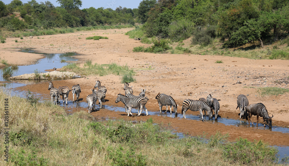 Obraz premium Streifengnu und Steppenzebra im Tsendze River/ Blue wildebeest and Burchell's zebra in Tsendze River / Connochaetes taurinus et Equus quagga burchellii