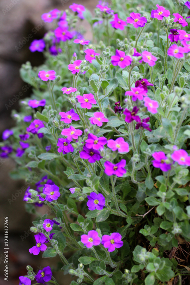 Aubrieta blooms in a flower bed in the garden Aubrieta blooms in a flower bed in the garden