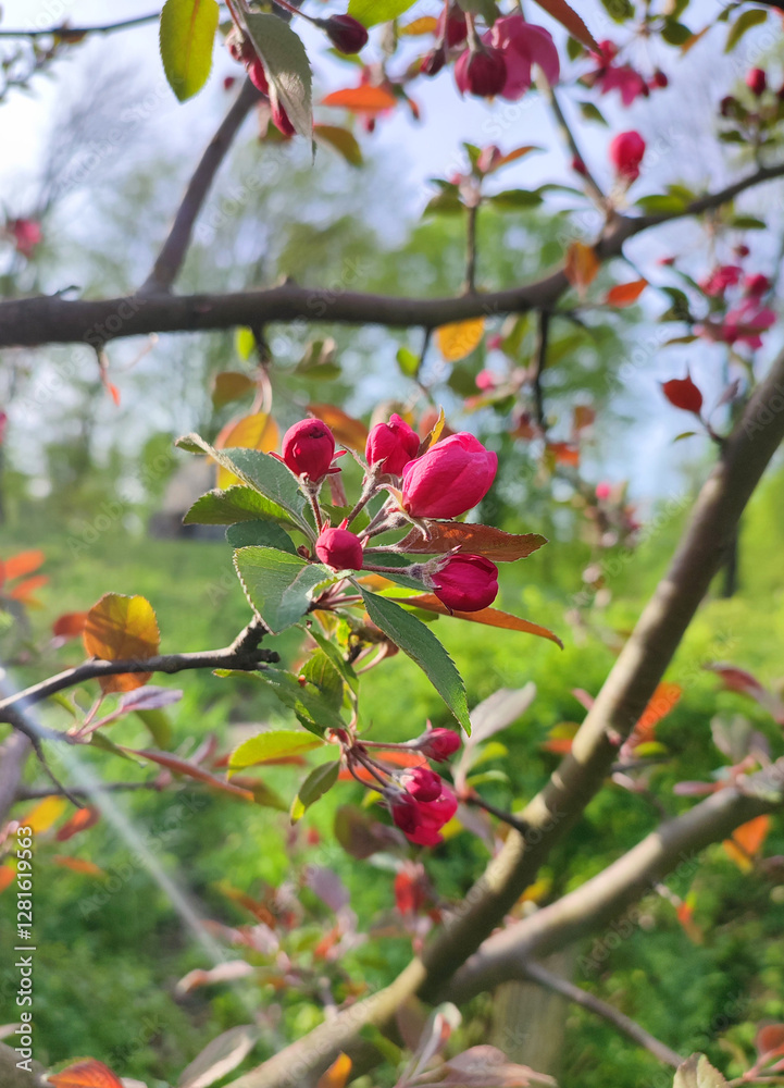 Red pink petals of cherry blossom tree. Cherry flower petals with leaves Red pink petals of cherry blossom tree. Cherry flower petals with leaves