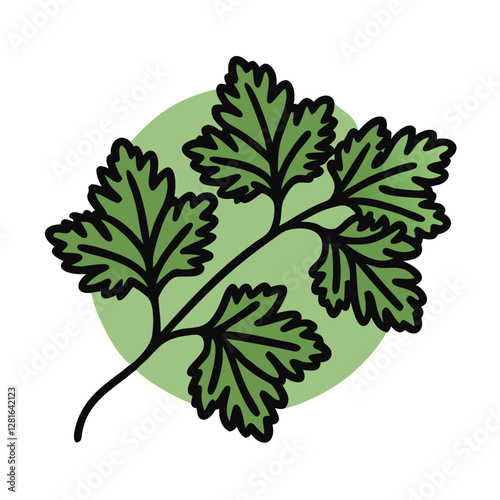 Fresh cilantro sprig displayed on light green circle. Simple botanical illustration shows herb detail. Educational cooking reference. Concept: restaurant, cooking school, recipe blog