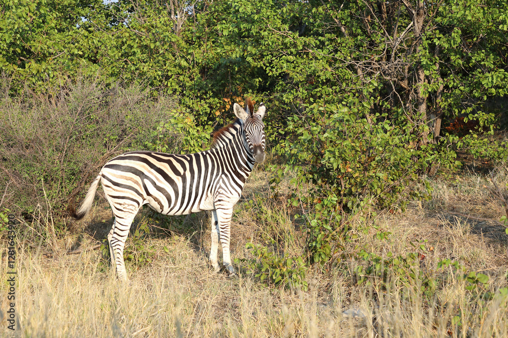 Obraz premium Steppenzebra / Burchell's zebra / Equus quagga burchellii