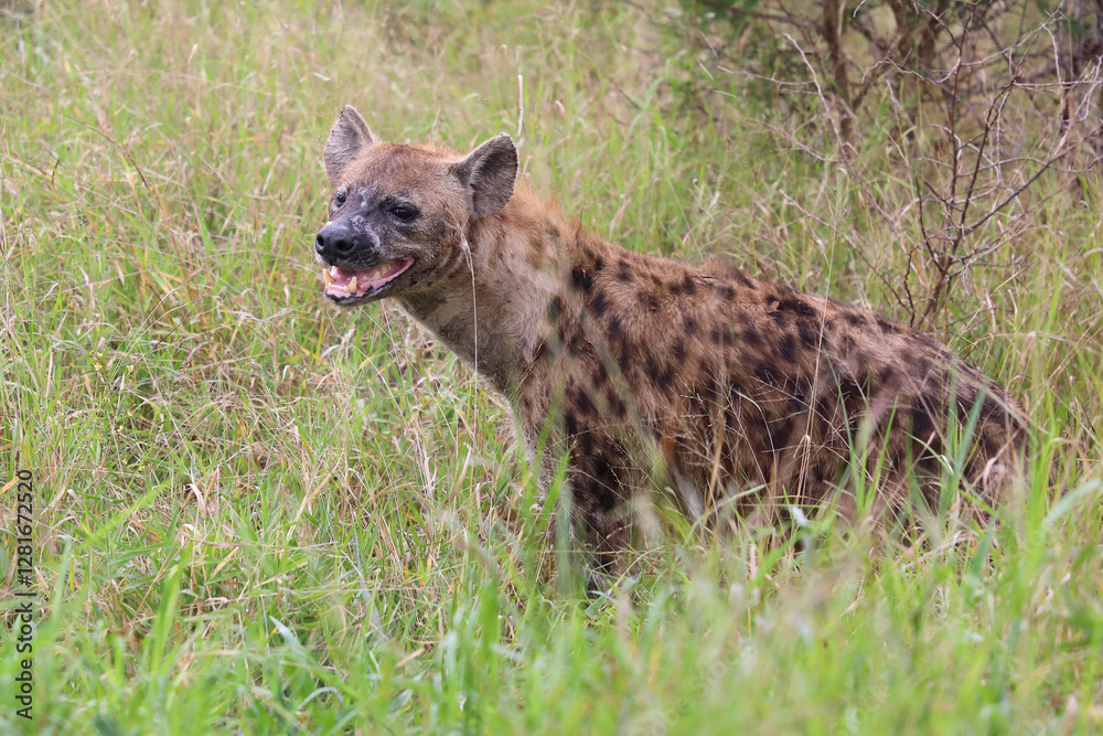Tüpfelhyäne / Spotted hyaena / Crocuta crocuta.. Tüpfelhyäne / Spotted hyaena / Crocuta crocuta..