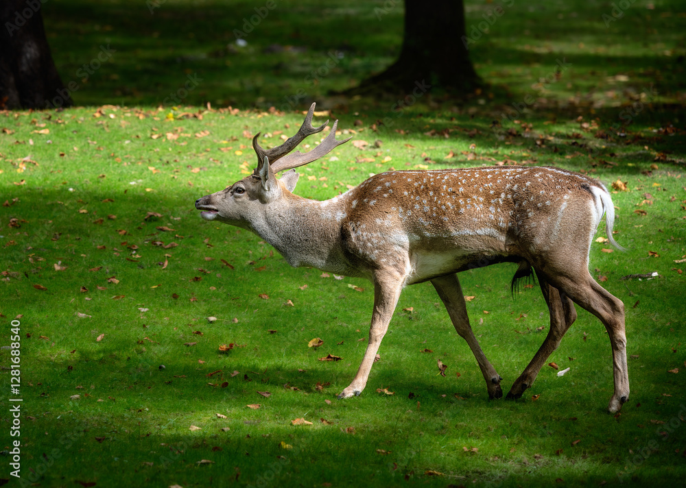 Male fallow deer browsing in the forest