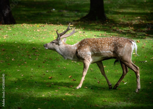 Obraz na płótnie Male fallow deer browsing in the forest w salonie