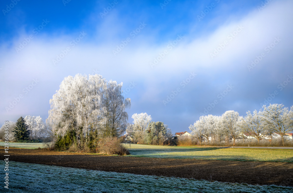Group of frosted birch trees at a field