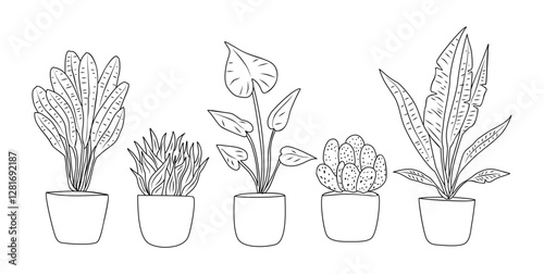 Set of Houseplants outline drawings. Indoor exotic flowers in pots line art. Monstera, strelitzia, cactus, snake plants for interior plans, design. Vector illustrations isolated