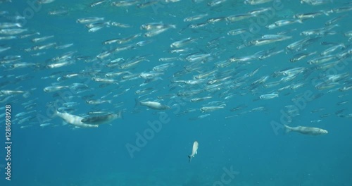 Wallpaper Mural silverside atherina scenery underwater school of fish with sun beams and rays Torontodigital.ca