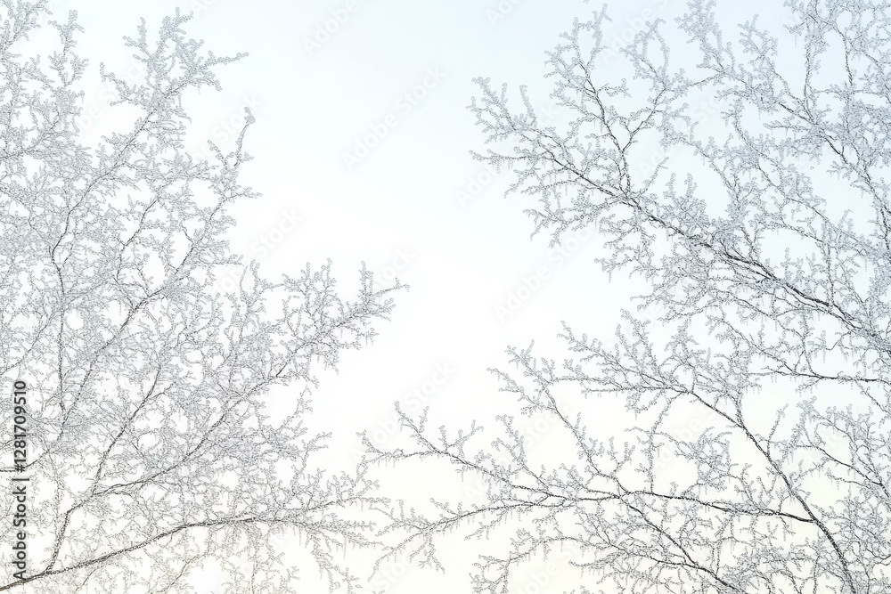 Frosted Branches Against a Light Sky Frosted Branches Against a Light Sky