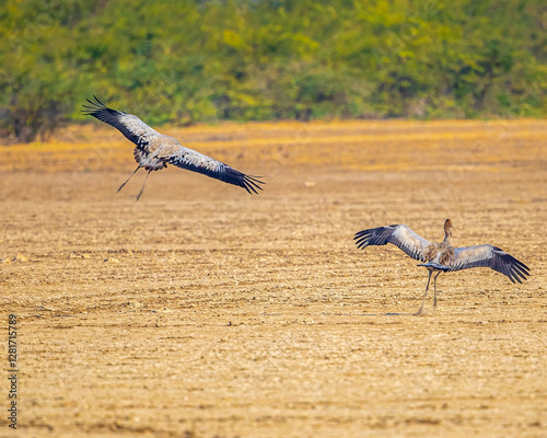 Common Crane photo