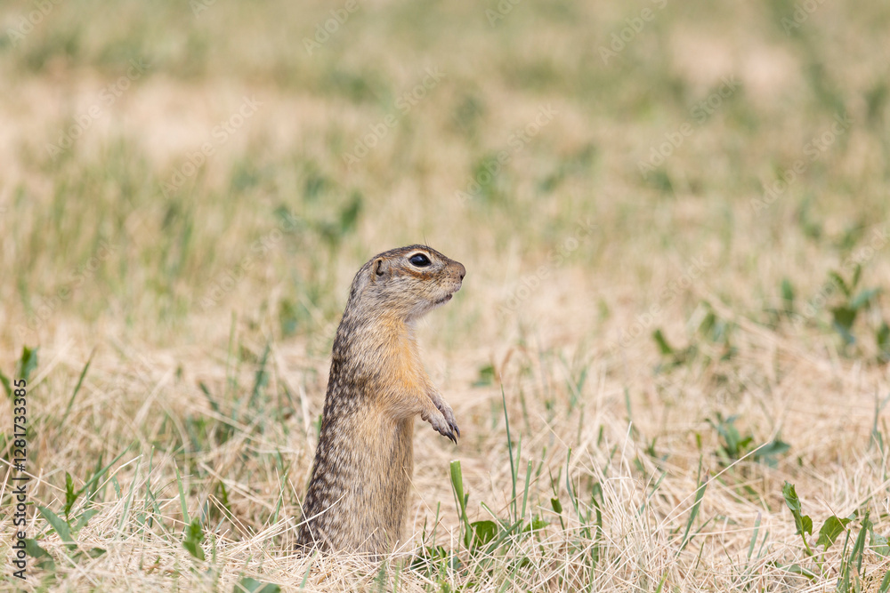 Gopher stands in the grass on a summer day close up Gopher stands in the grass on a summer day close up