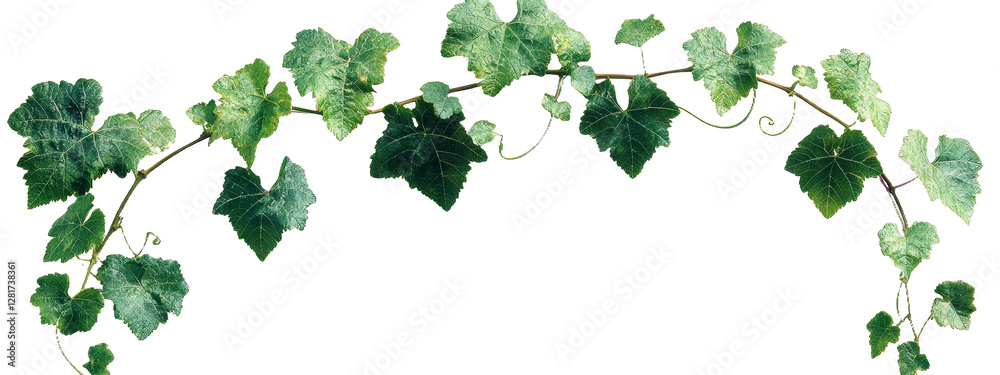 Fototapeta premium [Transparent Background PNG]Beautiful Green Vine with Leaves Border Design