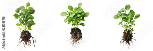 Set of A vibrant spinach plant with deep green leaves sprouting from rich, dark soil in a well-lit garden on transparent png background. Ai generated