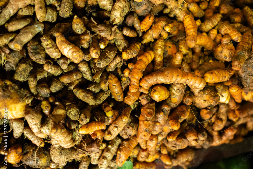 Fresh turmeric roots are neatly displayed, showcasing their vibrant orange color and earthy texture, commonly used in cooking and traditional medicine Fresh turmeric roots are neatly displayed, showcasing their vibrant orange color and earthy texture, commonly used in cooking and traditional medicine