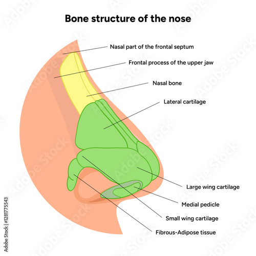 Bone structure of the nose anatomy. Medical diagram infographic Otolaryngology