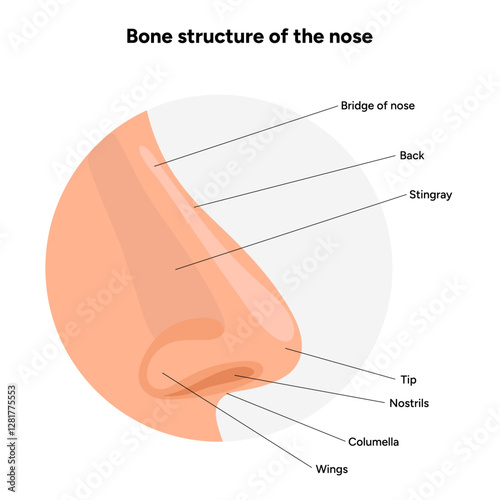 Bone structure of the nose anatomy. Medical diagram infographic Otolaryngology