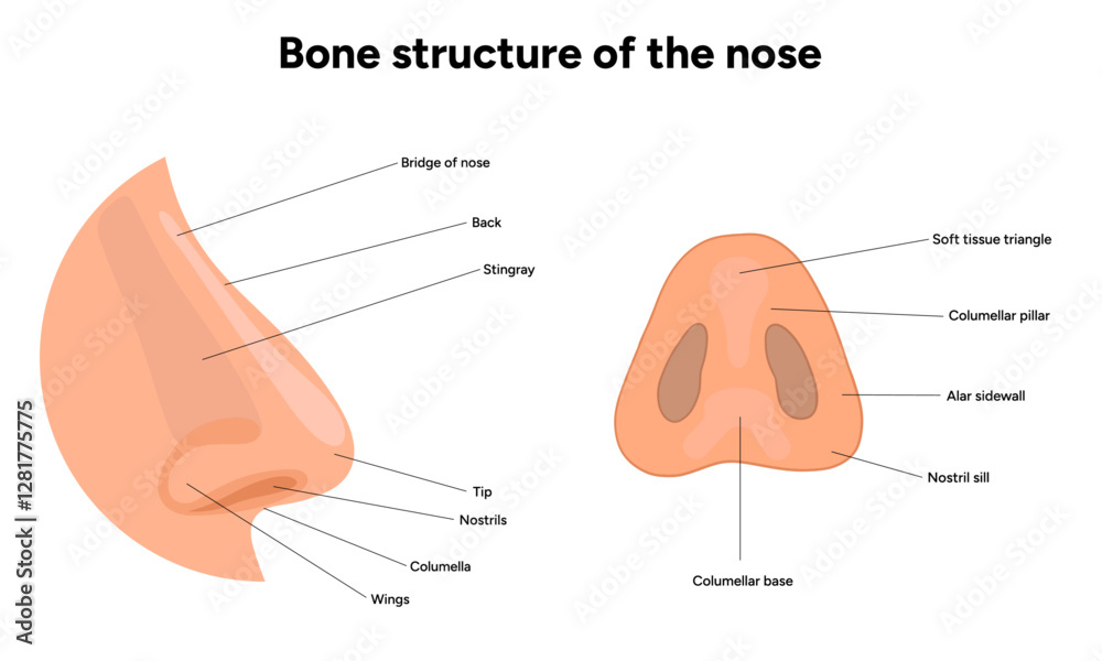 Obraz premium Bone structure of the nose anatomy. Medical diagram infographic Otolaryngology