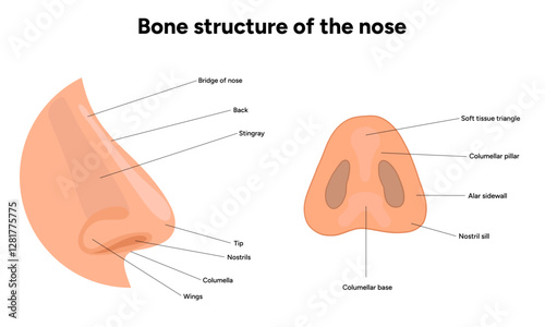 Bone structure of the nose anatomy. Medical diagram infographic Otolaryngology