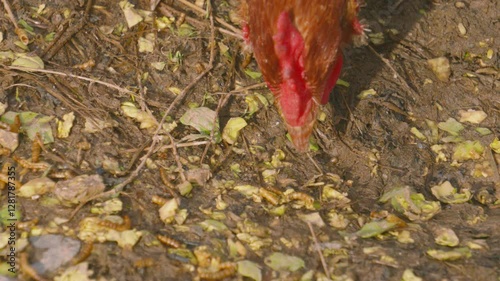 Overhead View of Laying Chicken Hen Feeding on Mealworms Feed on Farm in Countryside. Exploring Environment Roaming Meadow on Sunlit Morning. Rural Farmyard Animal Footage 4K.