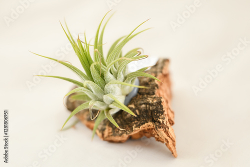 Green tillandsia air plants in a piece of wood on a white background photo